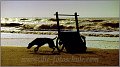 Hund und Karren im Gegenlicht am Meer